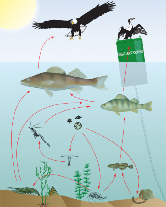 Zebra Mussels Food Web