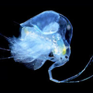 curious plankton under microscope